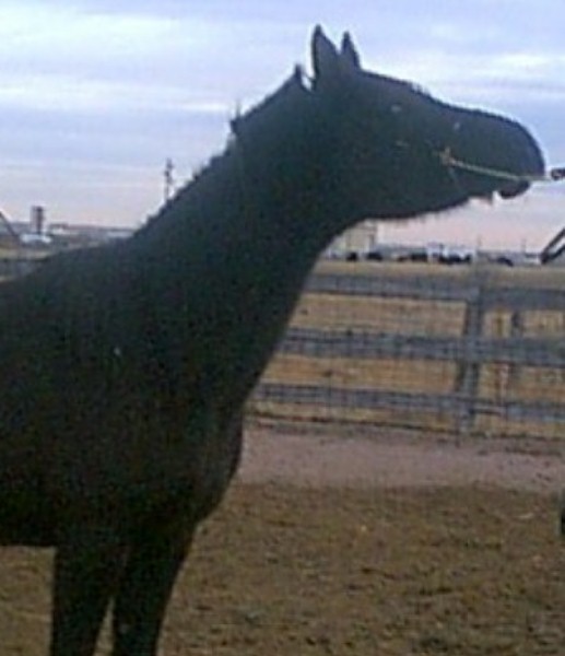 ebony1.jpg