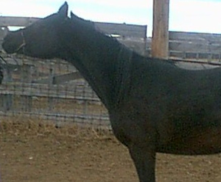 ebony3.jpg
