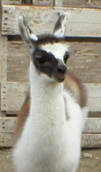 hershey4.jpg