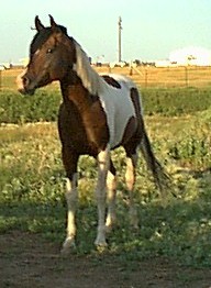 horse1546019.jpg
