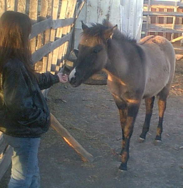 horse2726309.jpg