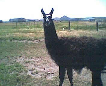 pict0269.jpg