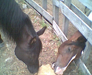 pict0283.jpg