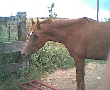 pict0291.jpg