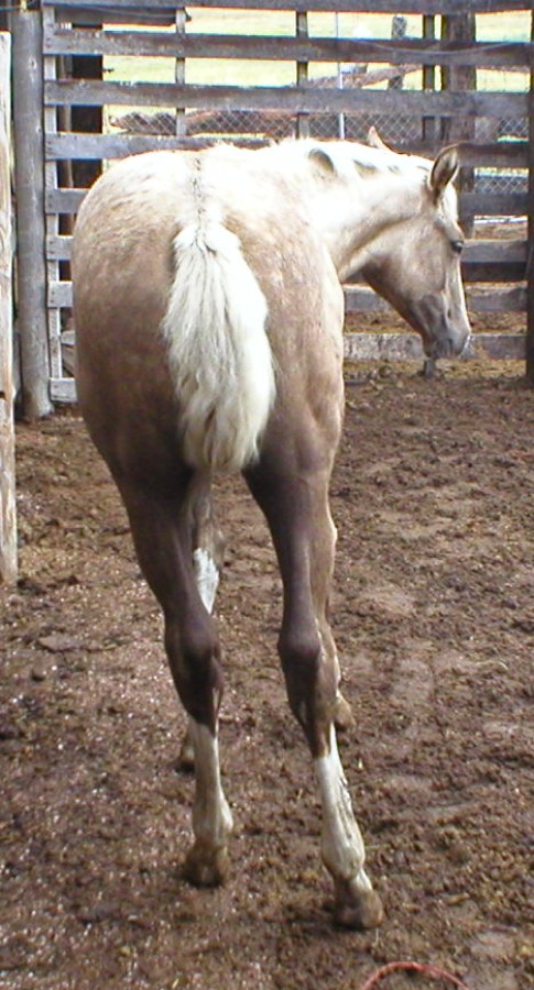rear.jpg