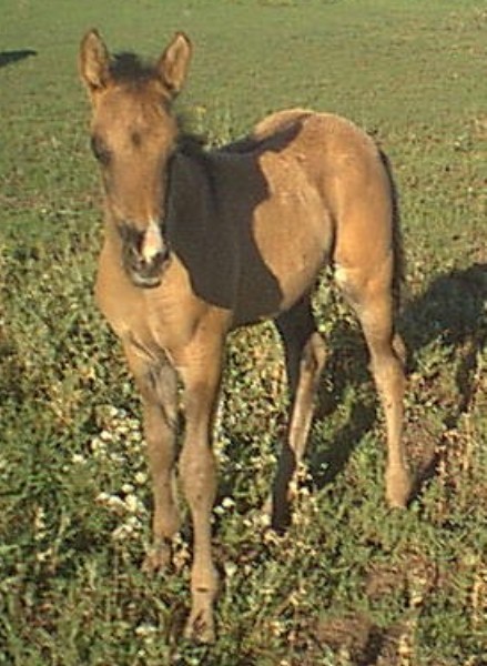 spiritinpasture.jpg